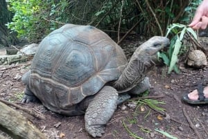 Zanzibar: Nungwi Kilosa Conservation Zoo half day tour