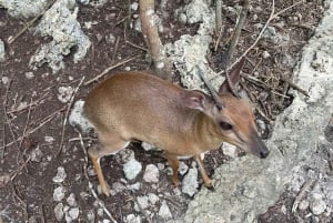 Zanzibar: Nungwi Kilosa Conservation Zoo half day tour