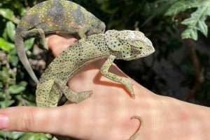 Zanzibar: Nungwi Kilosa Conservation Zoo half day tour