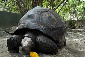Zanzibar: Nungwi Kilosa Conservation Zoo half day tour