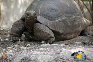 Zanzibar: Excursão de Conservação do Zoológico Nungwi Kilosa