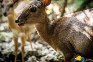 Zanzibar: Excursão de Conservação do Zoológico Nungwi Kilosa