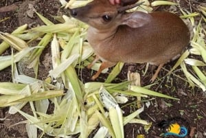 Zanzibar: Excursão de Conservação do Zoológico Nungwi Kilosa