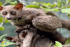 Sansibar: Nungwi Kilosa Zoo Conservation Tour