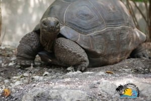 Sansibar: Nungwi Kilosa Zoo Conservation Tour