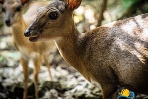 Sansibar: Nungwi Kilosa Zoo Conservation Tour