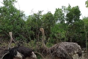 Sansibar: Nungwi Kilosa Zoo Conservation Tour