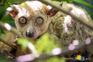 Sansibar: Nungwi Kilosa Zoo Conservation Tour