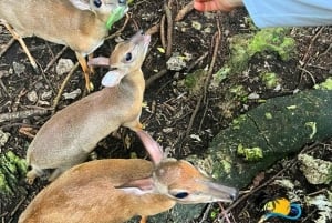 Sansibar: Nungwi Kilosa Zoo Conservation Tour