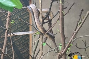 Sansibar: Nungwi Kilosa Zoo Conservation Tour