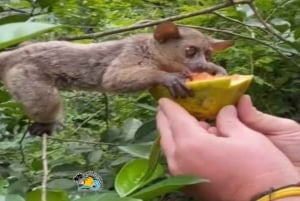 Zanzibar: Nungwi Kilosa Zoo & zwemmen met schildpadden