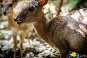 Zanzibar: Nungwi Kilosa Zoo & zwemmen met schildpadden