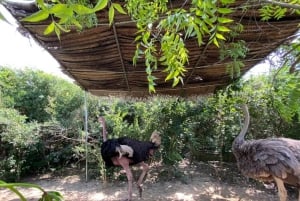 Zanzibar: Nungwi Kilosa Zoo & zwemmen met schildpadden