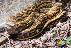 Zanzibar: Nungwi Kilosa Zoo & zwemmen met schildpadden
