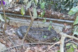 Zanzibar: Nungwi Kilosa Zoo & zwemmen met schildpadden
