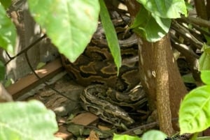 Zanzibar: Nungwi Kilosa Zoo & zwemmen met schildpadden