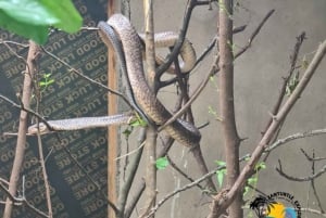 Zanzibar: Nungwi Kilosa Zoo & zwemmen met schildpadden