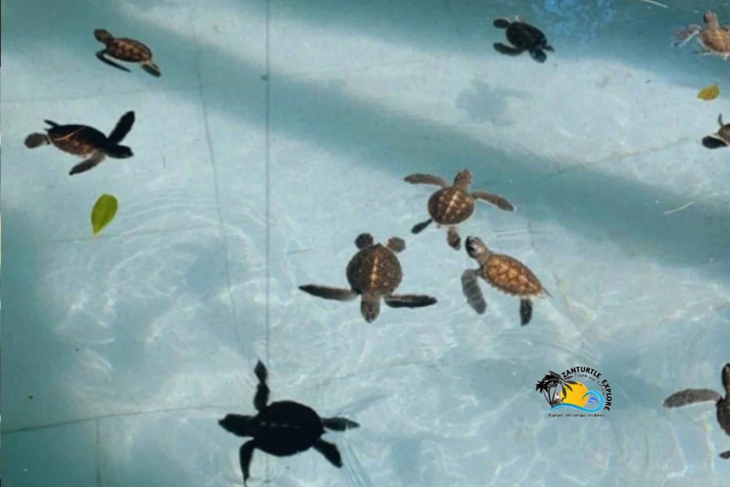 Zanzibar: Nungwi Mnarani Aquarium – mat og svømming med skilpadder