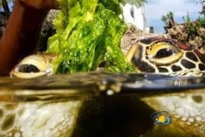 Zanzibar: Nungwi Mnarani Aquarium – mat og svømming med skilpadder