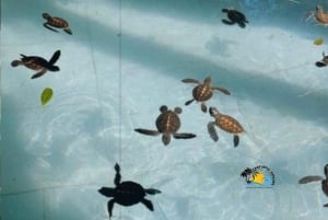 Zanzibar: Nungwi Mnarani Aquarium – mat og svømming med skilpadder