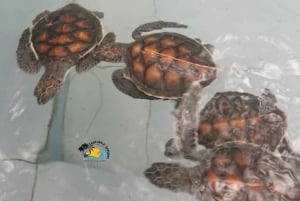 Zanzibar: Nungwi Mnarani Aquarium – mat og svømming med skilpadder