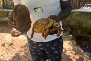 Zanzibar: Nungwi Mnarani Aquarium – mat og svømming med skilpadder