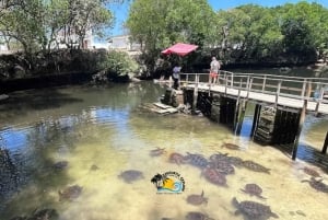 Zanzibar: Nungwi Mnarani Aquarium – mat og svømming med skilpadder