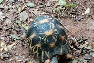 Zanzibar: Nungwi Mnarani Aquarium – mat og svømming med skilpadder
