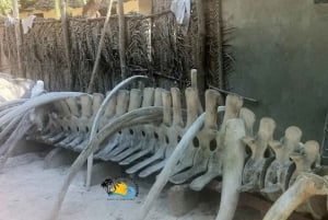 Zanzibar: Nungwi Mnarani Aquarium – mat og svømming med skilpadder