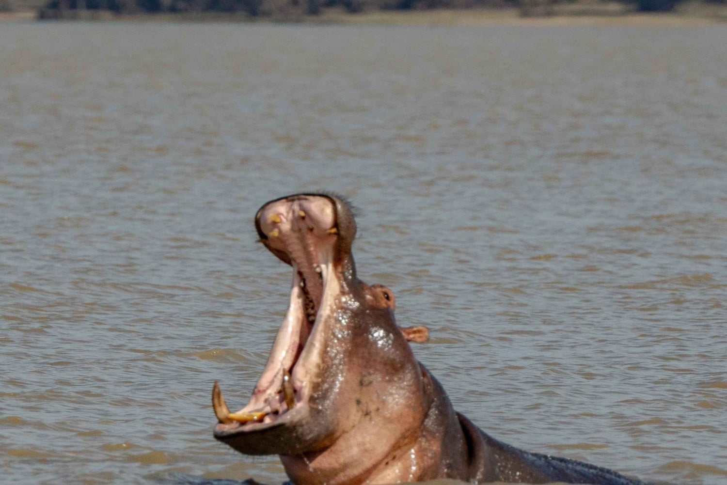 Zanzibar : safari de 3 jours dans le parc national Nyerere avec ferry rapide