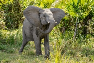 Zanzibar: Nyerere-kansallispuisto 3 päivän safari pikalaivalla