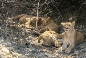 Zanzibar: Nyerere-kansallispuisto 3 päivän safari pikalaivalla