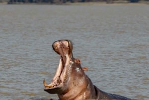 Zanzibar: Nyerere-kansallispuisto 3 päivän safari pikalaivalla