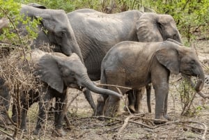 Zanzibar: Nyerere-kansallispuisto 3 päivän safari pikalaivalla