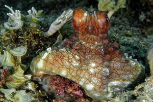 Zanzibar: Open Water Diver-kurs