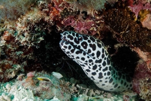 Zanzibar: Open Water Diver-kurs