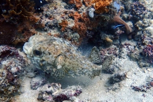 Zanzibar: Open Water Diver-kurs