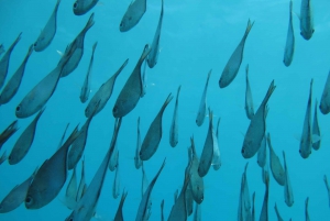 Zanzibar: PADI Advanced Open Water Course with 5 OW Dives