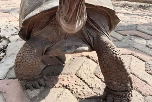 Zanzibar : excursion d'une journée sur l'île-prison et à Nakupenda