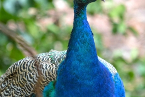 Занзибар: Тюремный остров, Накупенда и обед