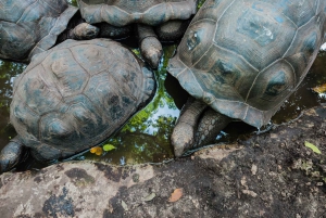 Занзибар: Тюремный остров, Накупенда и обед