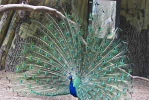 Zanzibar : visite d'une journée de l'île-prison et du marché alimentaire nocturne