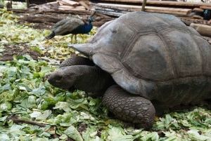 Zanzibar: passeio de um dia pela ilha da prisão e pelo mercado de comida noturno