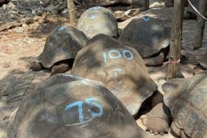 ZANZIBAR: Utforsk Prison Island og Salaam Cave med skilpadder