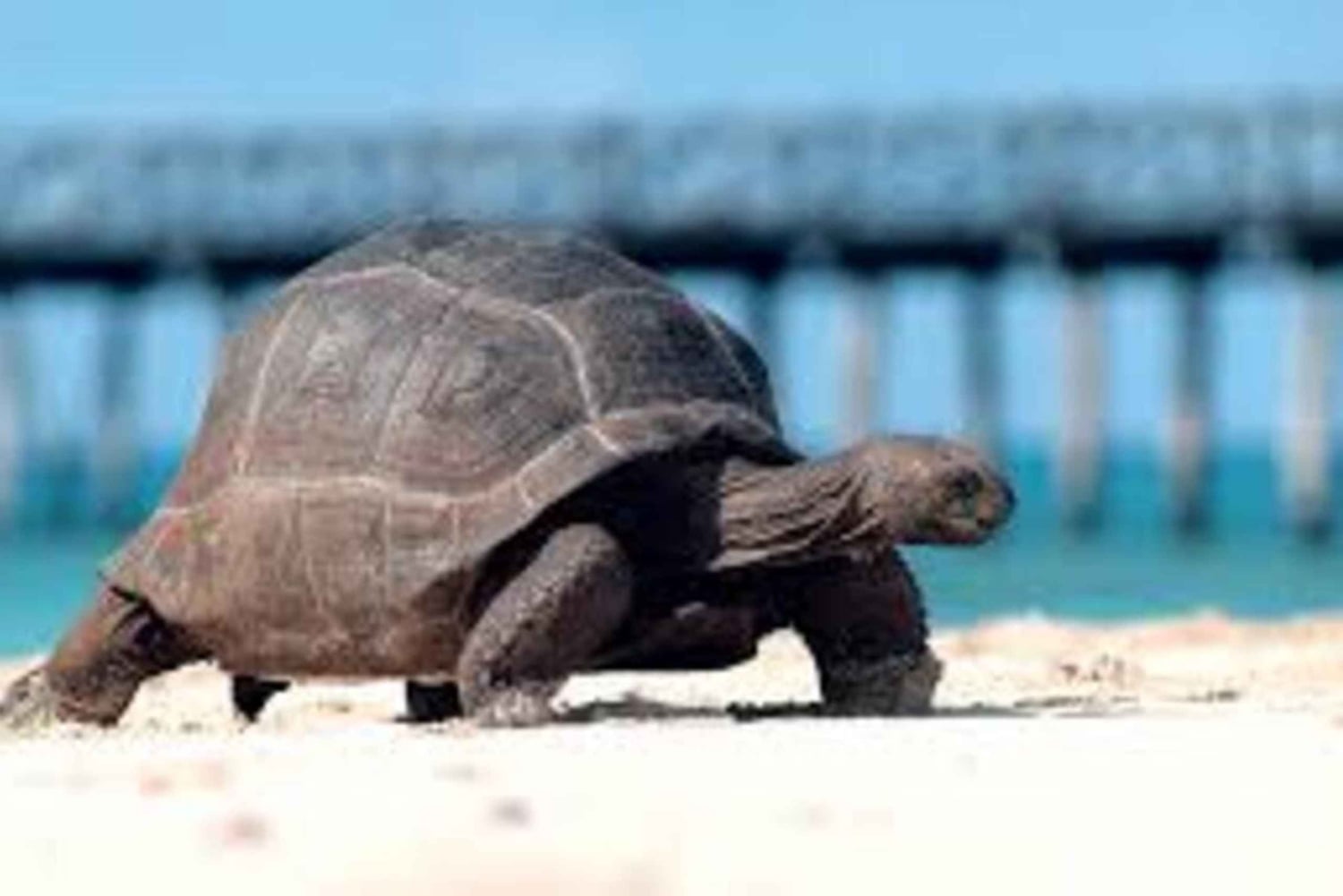 Zanzibar : visite de l'île prison et de la ville de pierre et shopping à Urojo