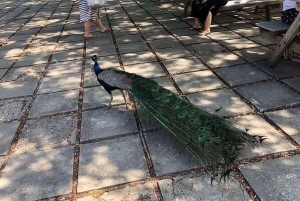 ZANZIBAR: Fangeøya, grottesvømming og den blå lagunen