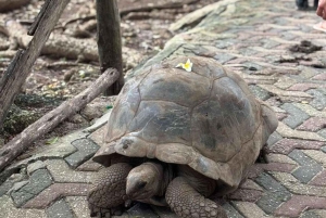 ZANZIBAR: Fangeøya, grottesvømming og den blå lagunen