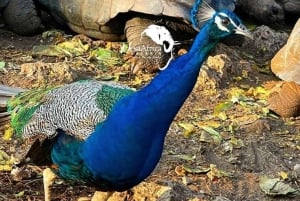 Zanzíbar: isla de la Prisión y encuentro con tortugas gigantes.