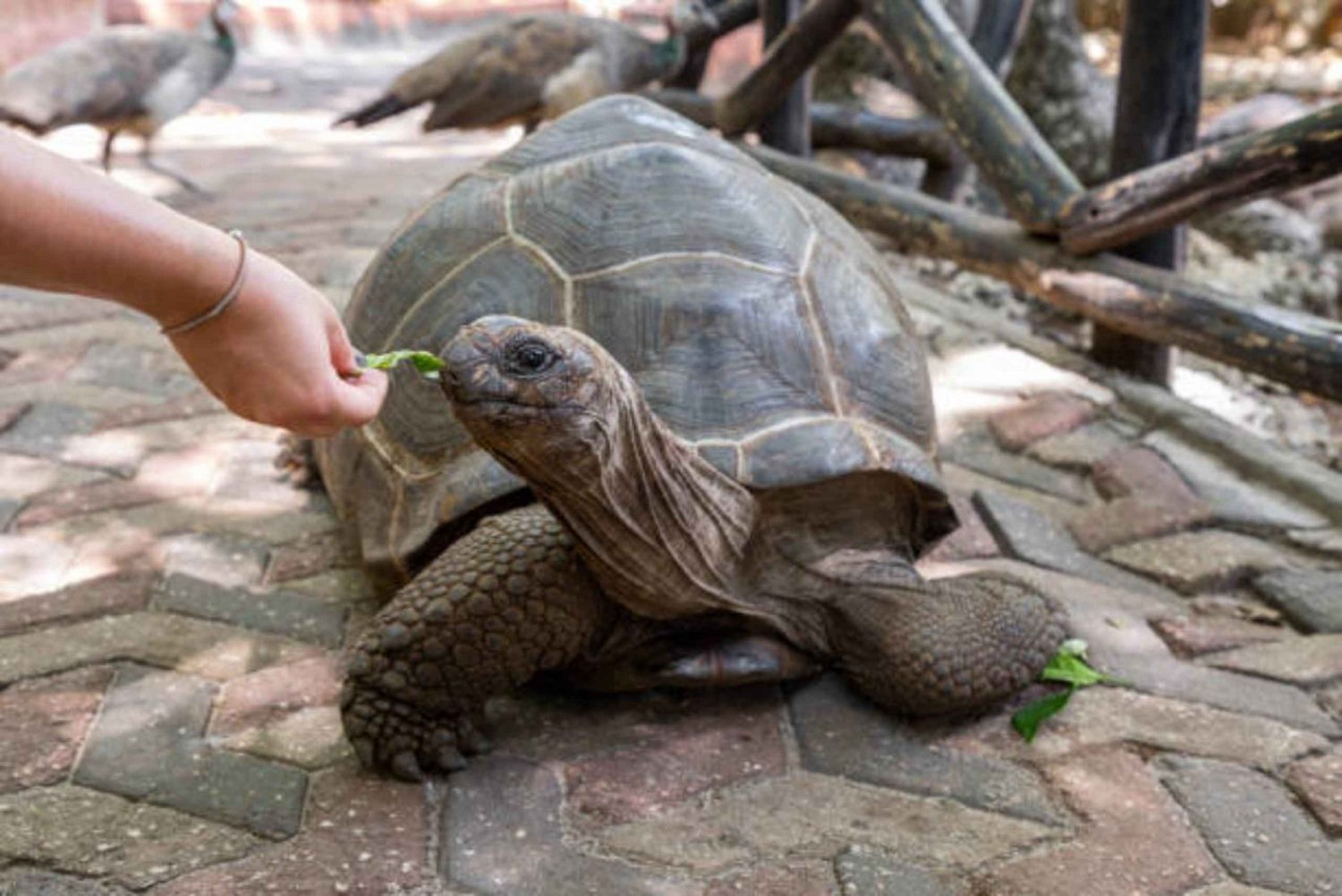 ZANZIBAR: Prison Island & Giant Tortoises Experience