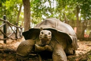 ZANZIBAR: Prison Island & Giant Tortoises Experience